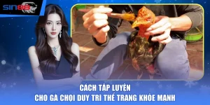Cách Tập Luyện Cho Gà Chọi Duy Trì Thể Trạng Khỏe Mạnh