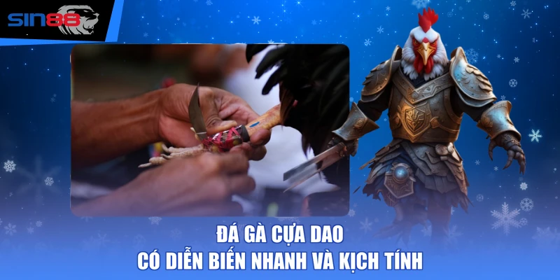 Đá gà cựa dao có diễn biến nhanh và kịch tính