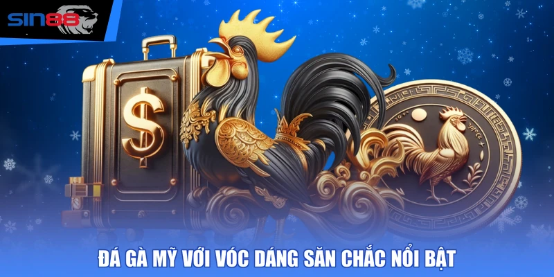 Đá gà Mỹ với vóc dáng săn chắc nổi bật