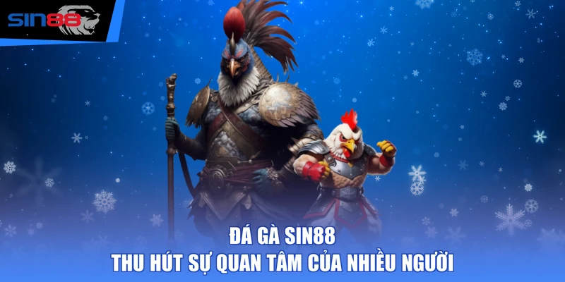 Đá gà SIN88 thu hút sự quan tâm của nhiều người