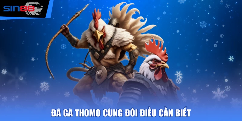 Đá gà Thomo cùng đôi điều cần biết