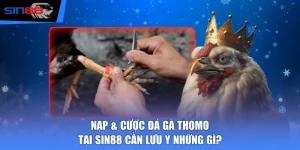 Nạp & Cược Đá Gà Thomo Tại SIN88 Cần Lưu Ý Những Gì?