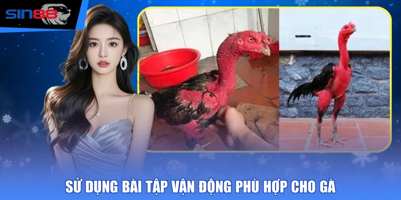 Sử dụng bài tập vận động phù hợp cho gà